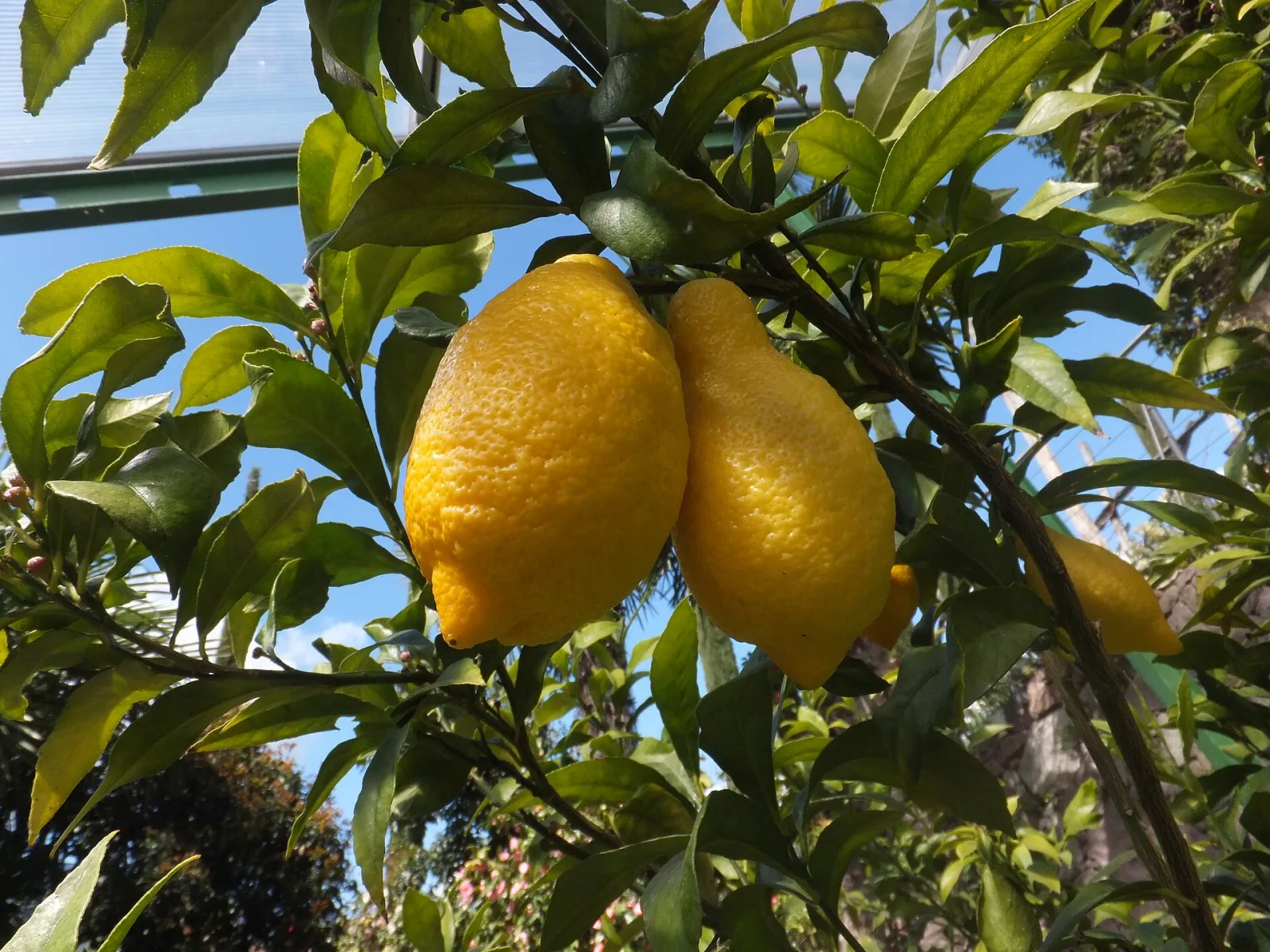 Limon, Beşiktaş, İstanbul