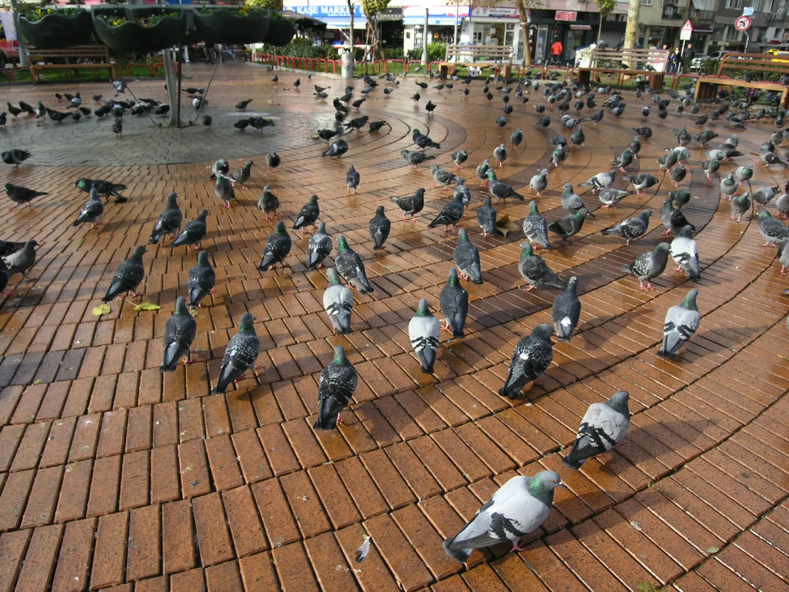 Moda Sahili, Kadıköy, İstanbul — photo