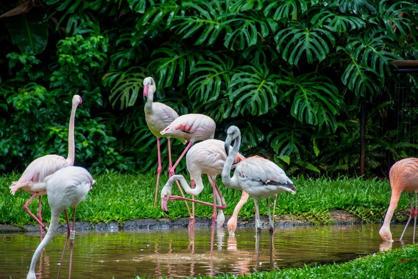 Flamingo, Kadıköy