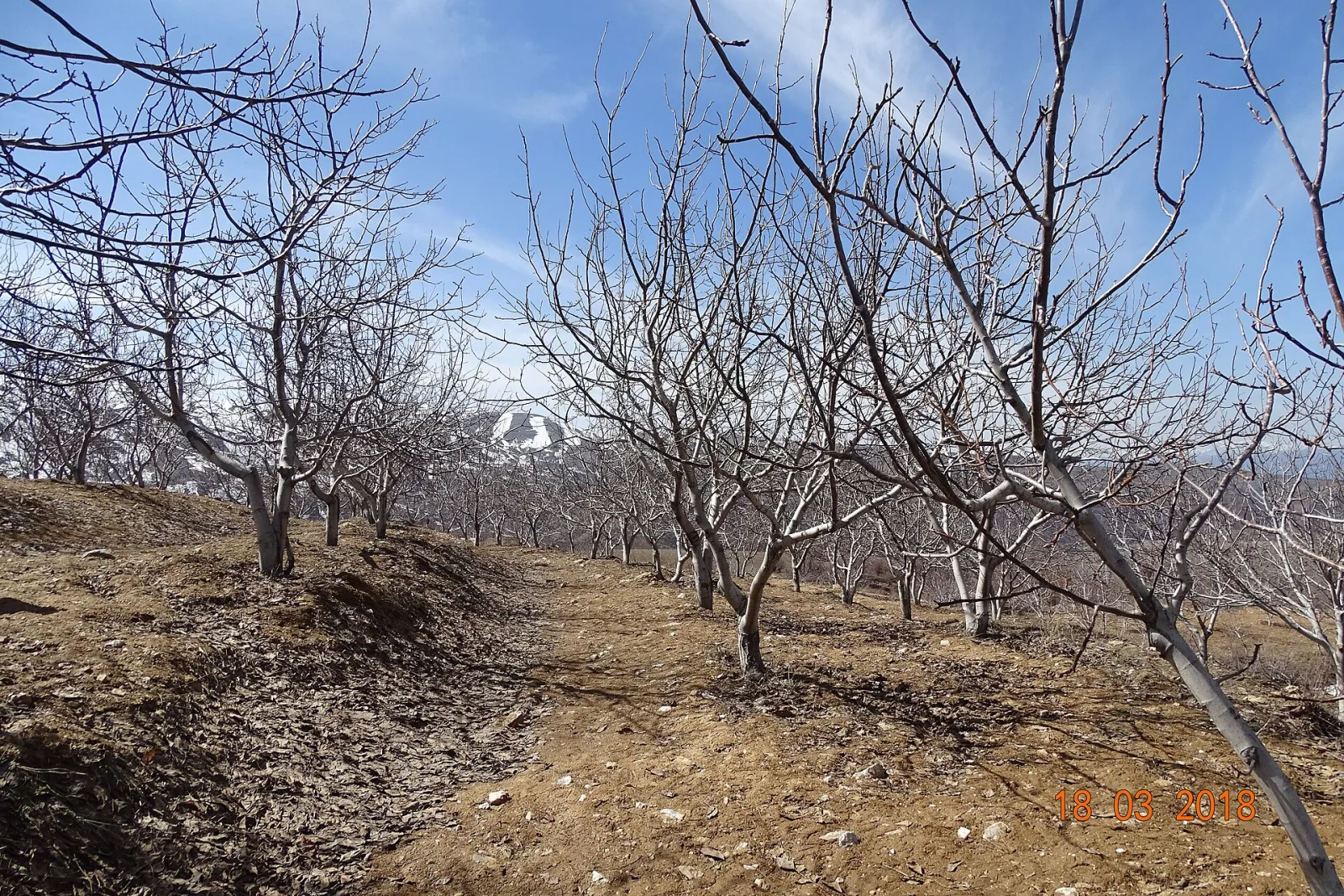 Ceviz Bahçesi, Bağcılar