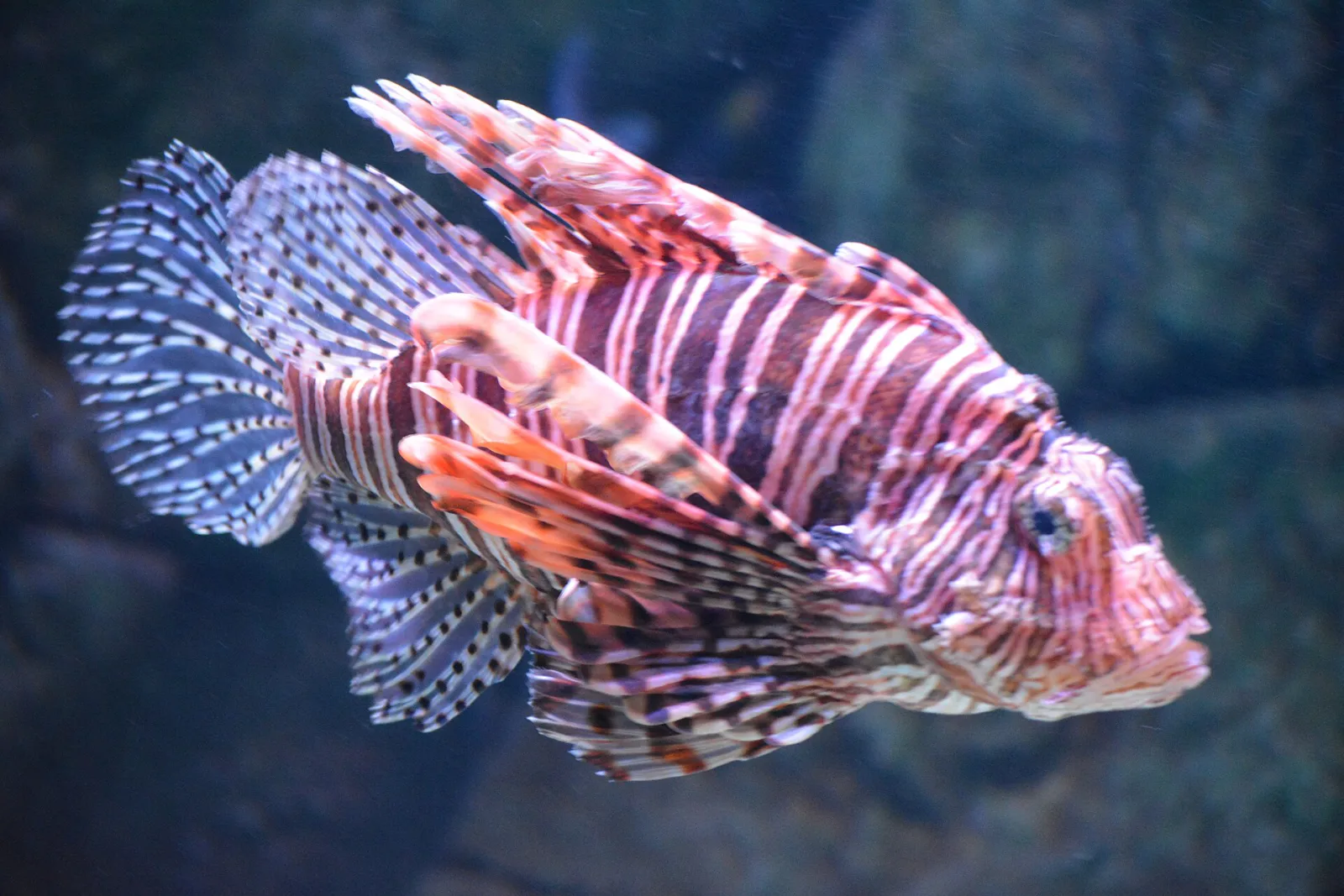 İstanbul Sea Life Akvaryum, Bayrampaşa, İstanbul — Hayvanat Bahçesi ve Akvaryum
