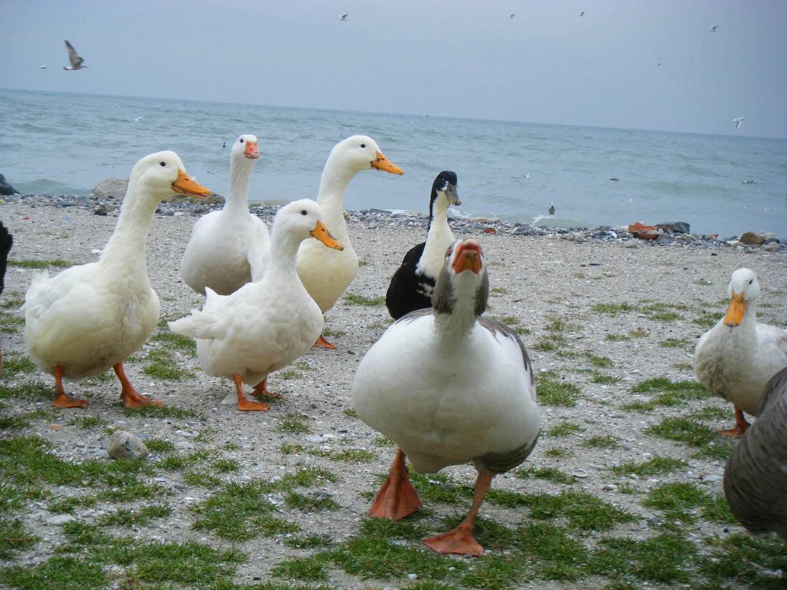 Menekşe Plajı, Küçükçekmece