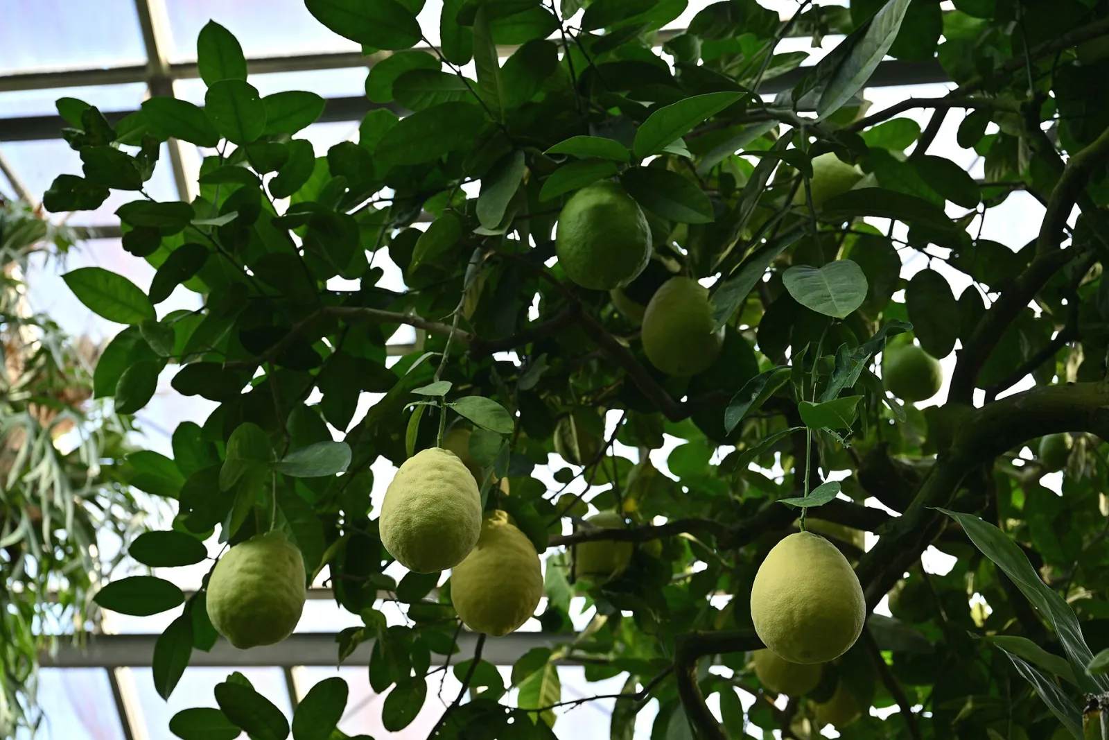 Limon, Beşiktaş
