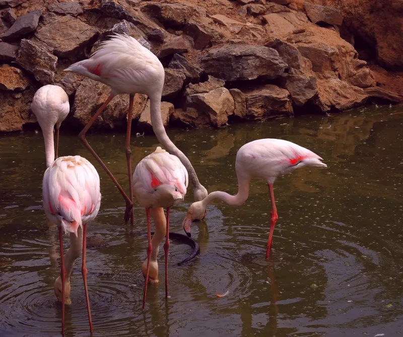 Flamingo, Kadıköy, İstanbul