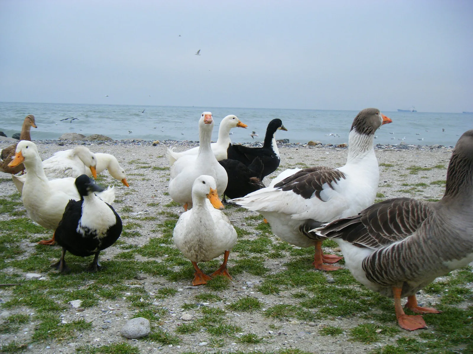 Menekşe Plajı, Küçükçekmece, İstanbul — Plaj