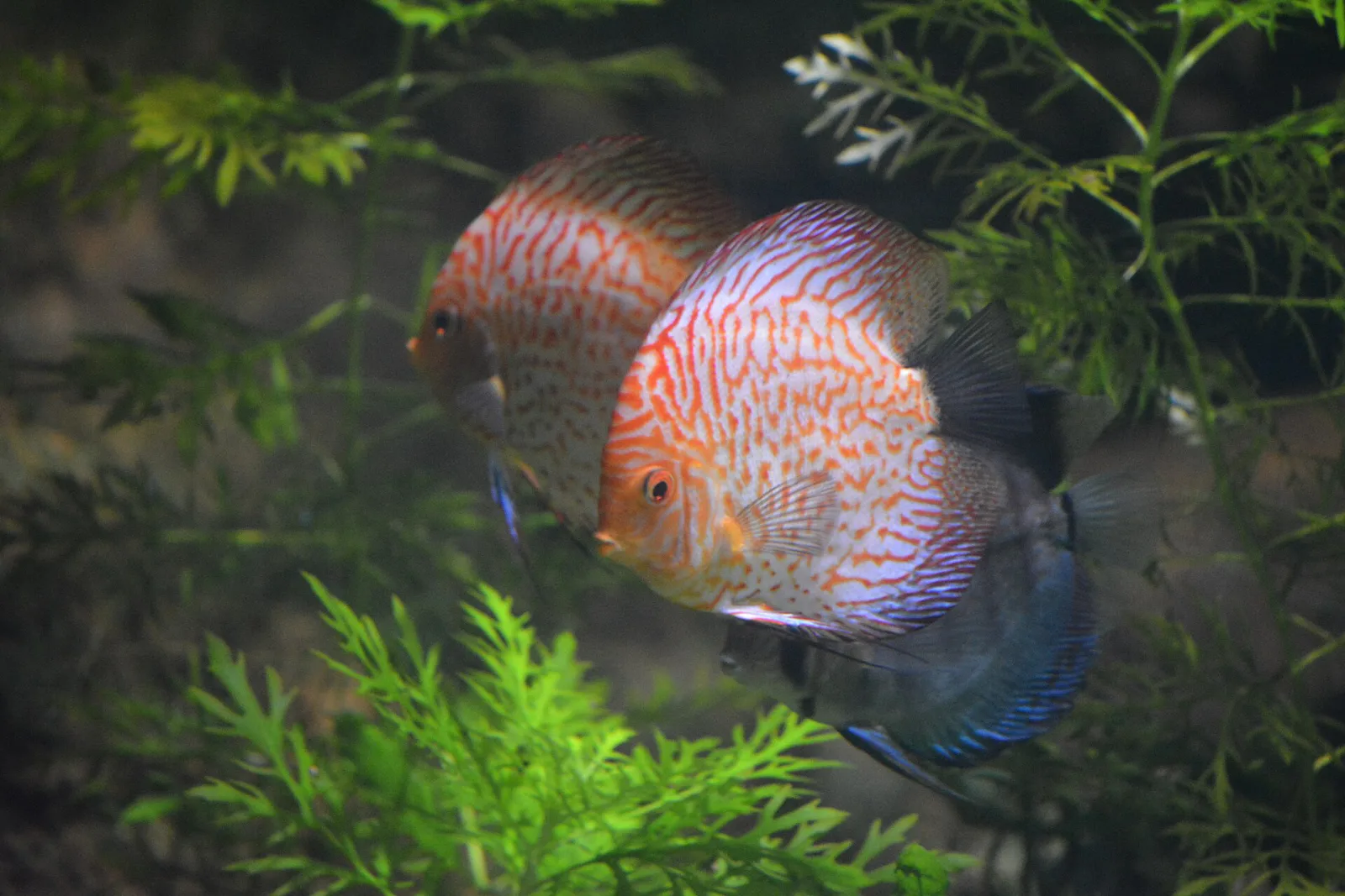 İstanbul Sea Life Akvaryum, Bayrampaşa, İstanbul — Hayvanat Bahçesi ve Akvaryum