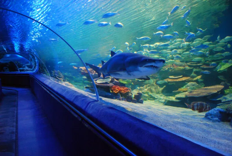İstanbul Sea Life Akvaryum, Bayrampaşa, İstanbul — Hayvanat Bahçesi ve Akvaryum