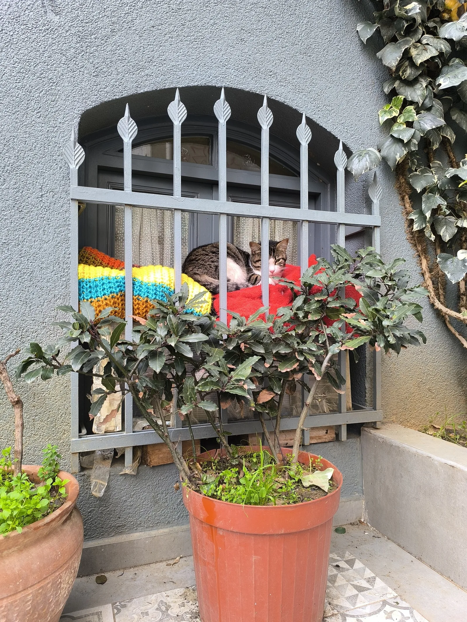 Geyik, Beyoğlu