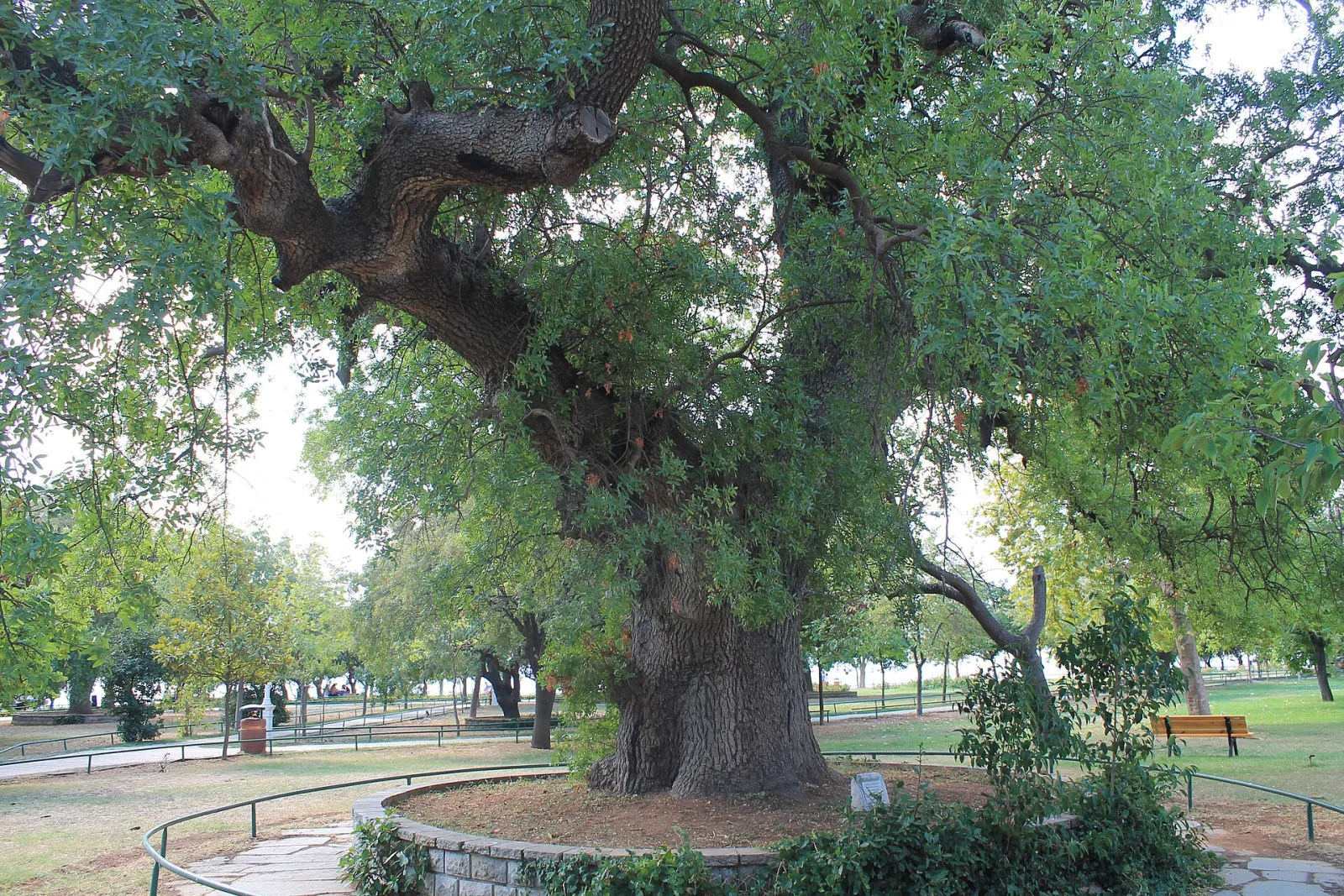 Sakız Ağacı, Kadıköy